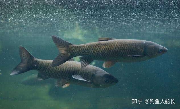 鯽魚草魚鯪魚黑魚鯰魚的釣法解析領悟透能秒殺一切水域