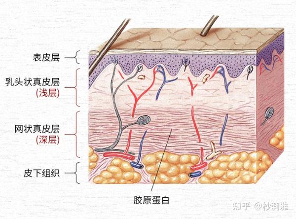 皮肤真皮层结构图图片