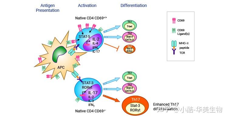 CD69：淋巴细胞活化最早表达的分子，作为多向性调控者参与血液和自身免疫疾病！ - 知乎