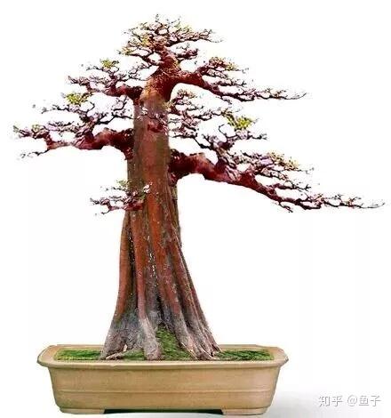 木瓜盆景的鉴赏与栽培养护 知乎