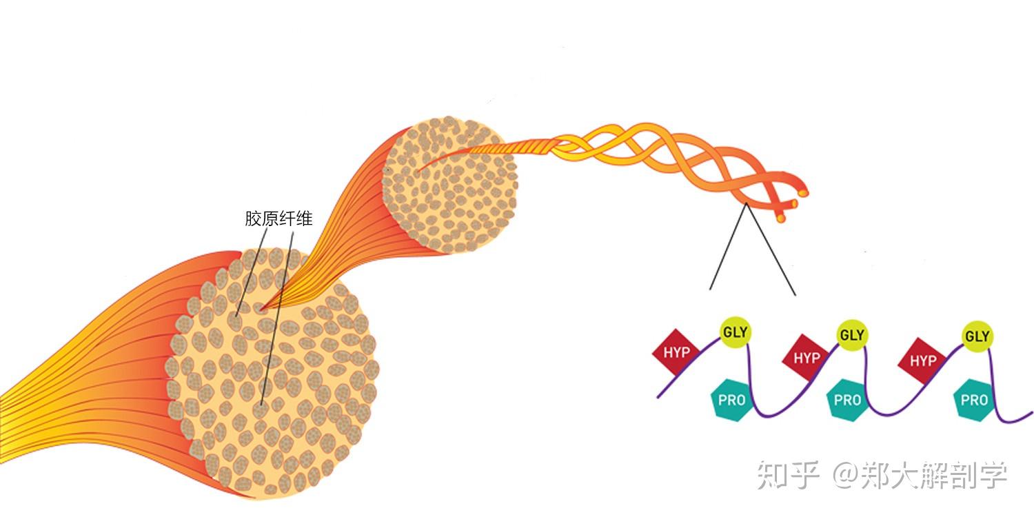 筋膜损伤五个阶段