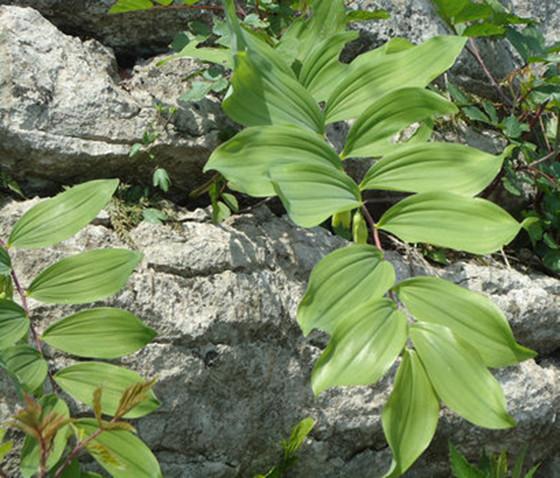 具有的共同特点1,植株低矮,结构紧密,且以垫状,丛生状或蔓生型为主.