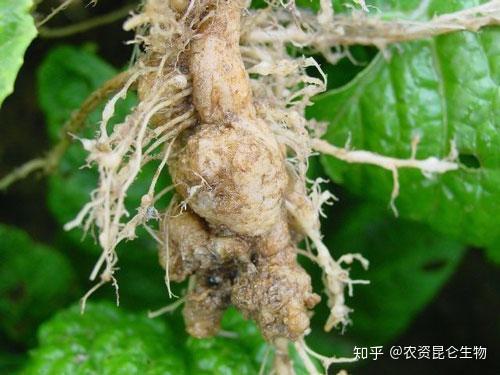 病原菌主要为鞭毛菌亚门真菌中的芸苔根肿菌.