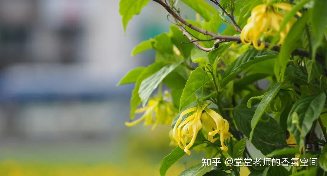 依兰依兰精油:养心镇静、强效止痛、滋补子宫、温暖催情、纾解焦虑...... - 知乎