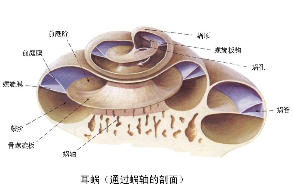 耳蜗的结构图解大全图片