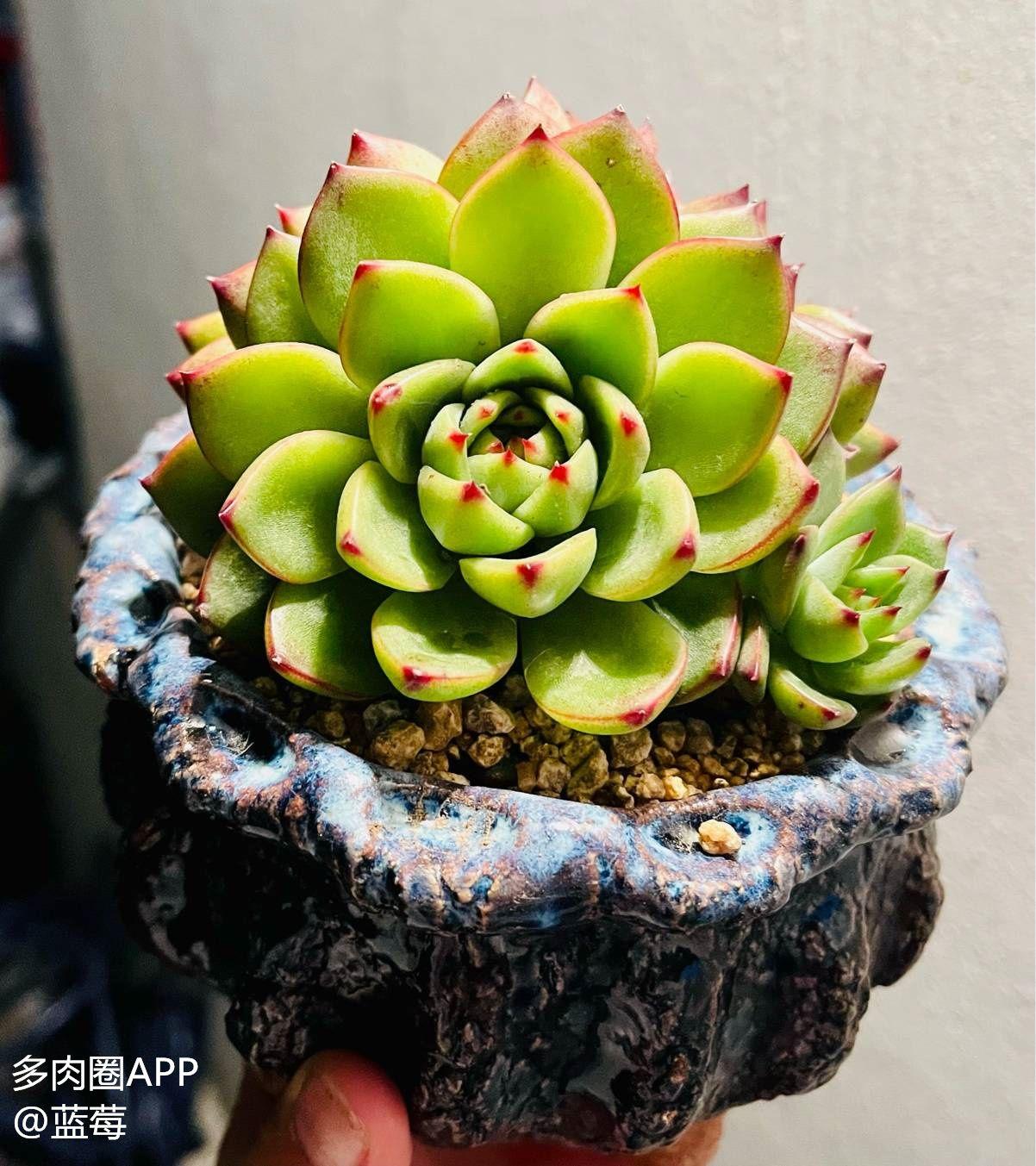 今天聊一聊多肉月亮石的养护小知识这几点一定要记