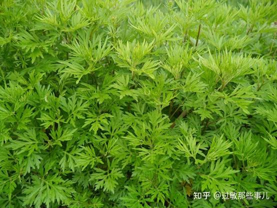 政府播种沙蒿致使大量民众逐年出现越来越严重的过敏反应,这可以算