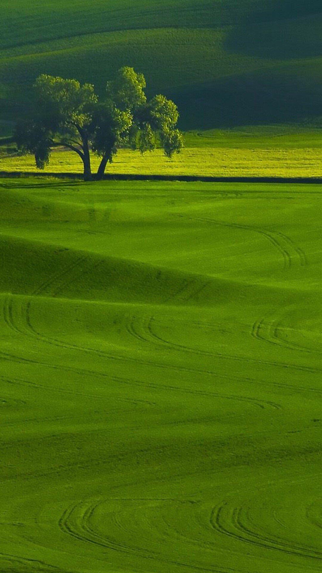 你们有没有那种可好看的绿色背景图哇超喜欢绿色