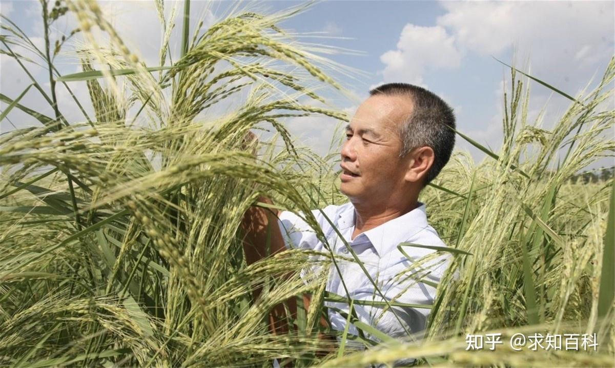 海水稻不用海水,也不是袁老发明