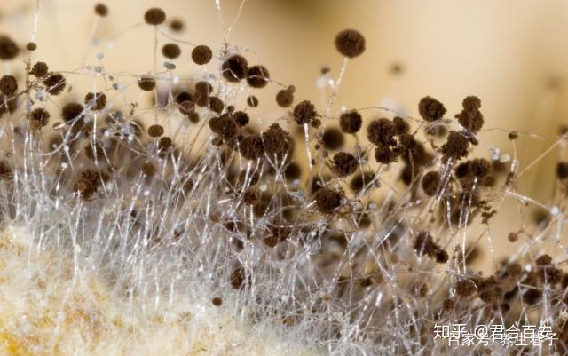 还可能滋生大量的细菌病毒,药性也发生了相对的变化,而且很多霉菌有很