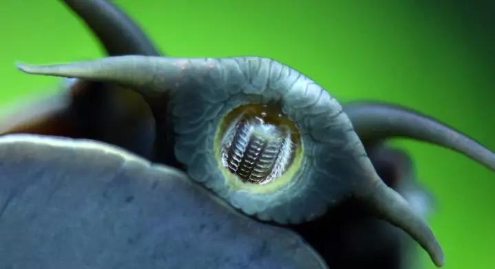 蜗牛的牙齿放大图图片