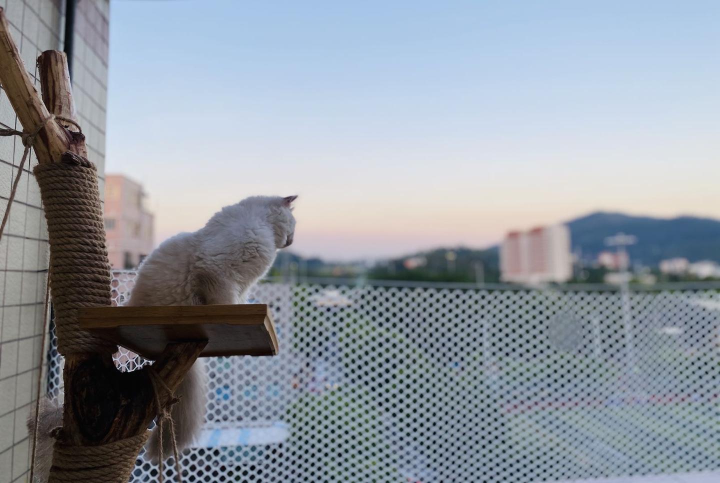 天台改造 一只 狗 与十只猫的日与夜 知乎