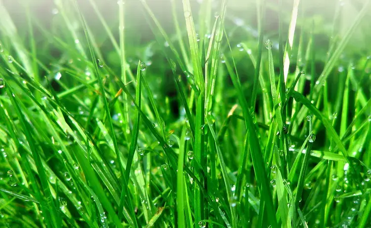 精油化学岩兰草醇