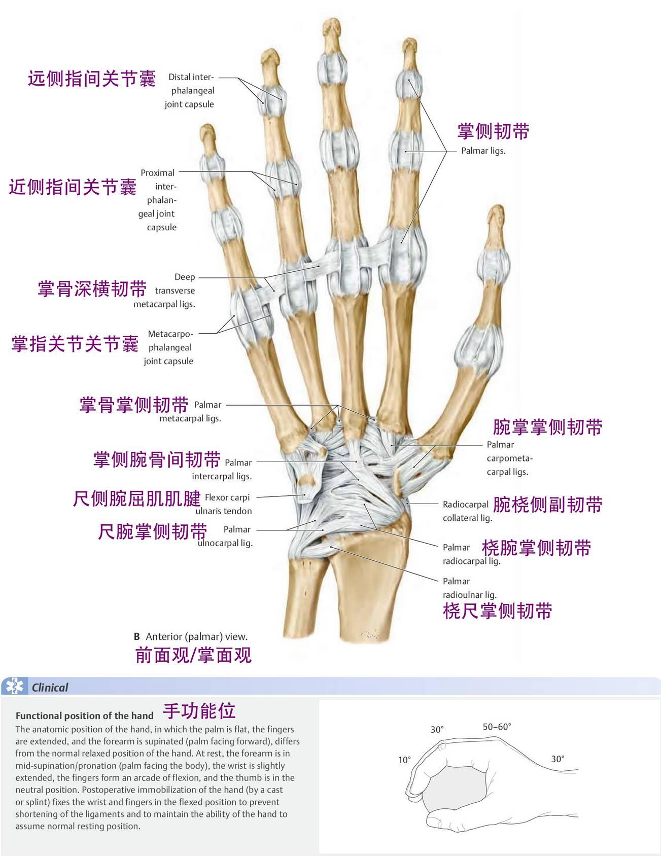 手关节 - 知乎