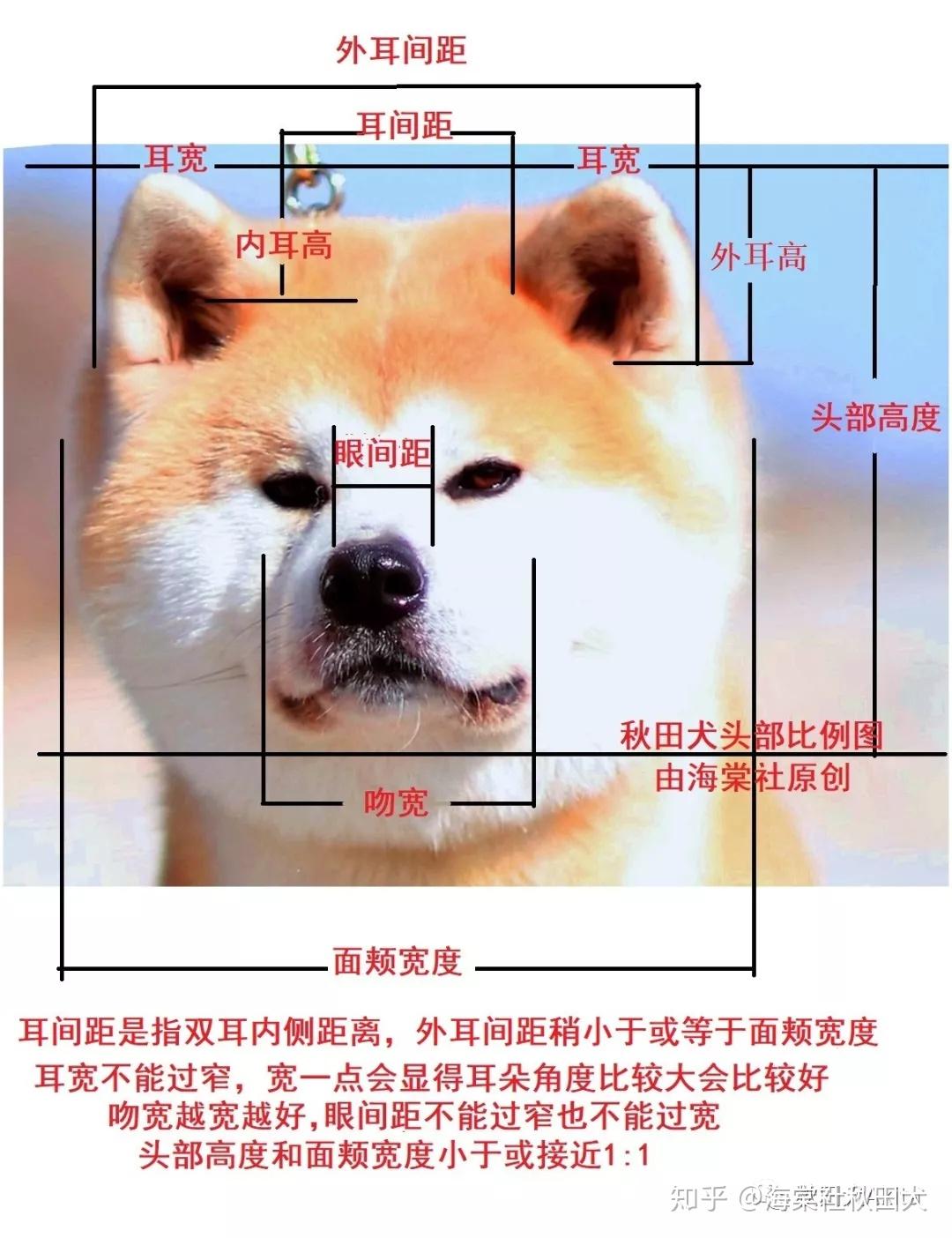 秋田犬的外表特征 - 知乎
