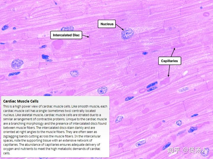心肌细胞简图图片