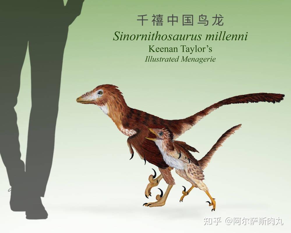 脚亚目—驰龙科 dromaeosauridae—小盗龙类 microraptoria—中国鸟龙