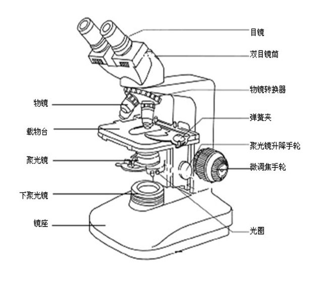 显微镜结构图 简单图片