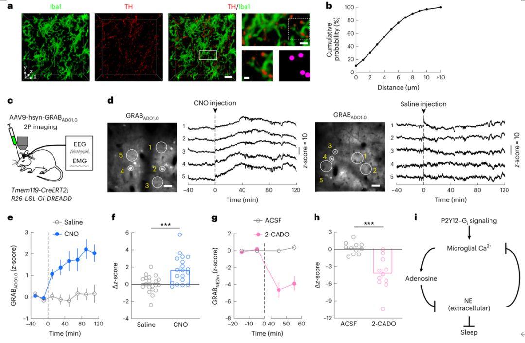 Nat Neurosci:加州大学丹扬团队报道小胶质细胞调节睡眠的新机制 - 知乎