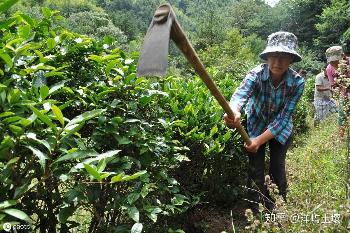 怎样才能种出高产优质的茶叶?掌握以下4点,助茶农增收5成以上! - 知乎