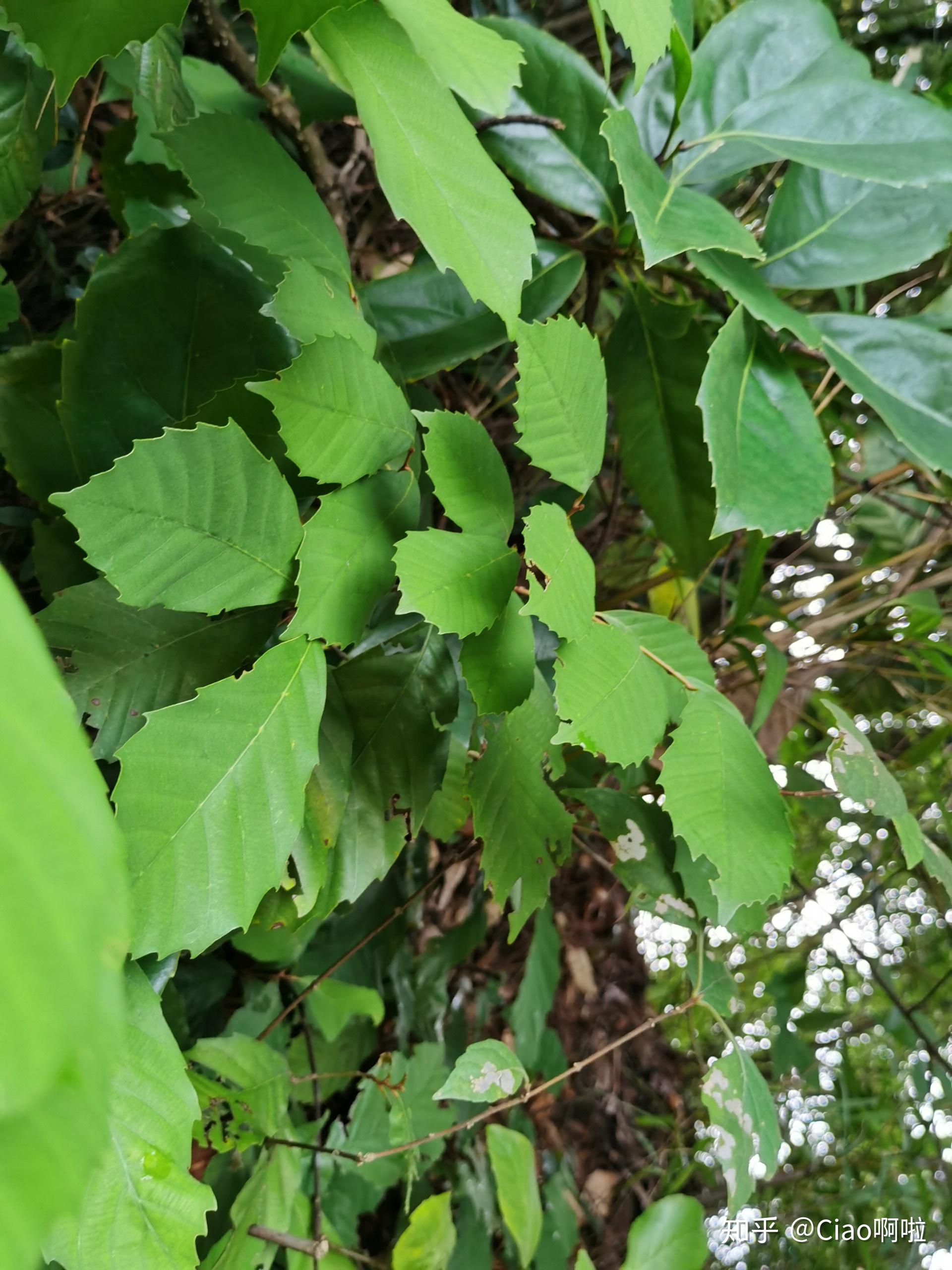 草芒萁圆叶小石积,只存在于中国丹霞山,日本琉球以及菲律宾除了对阳元