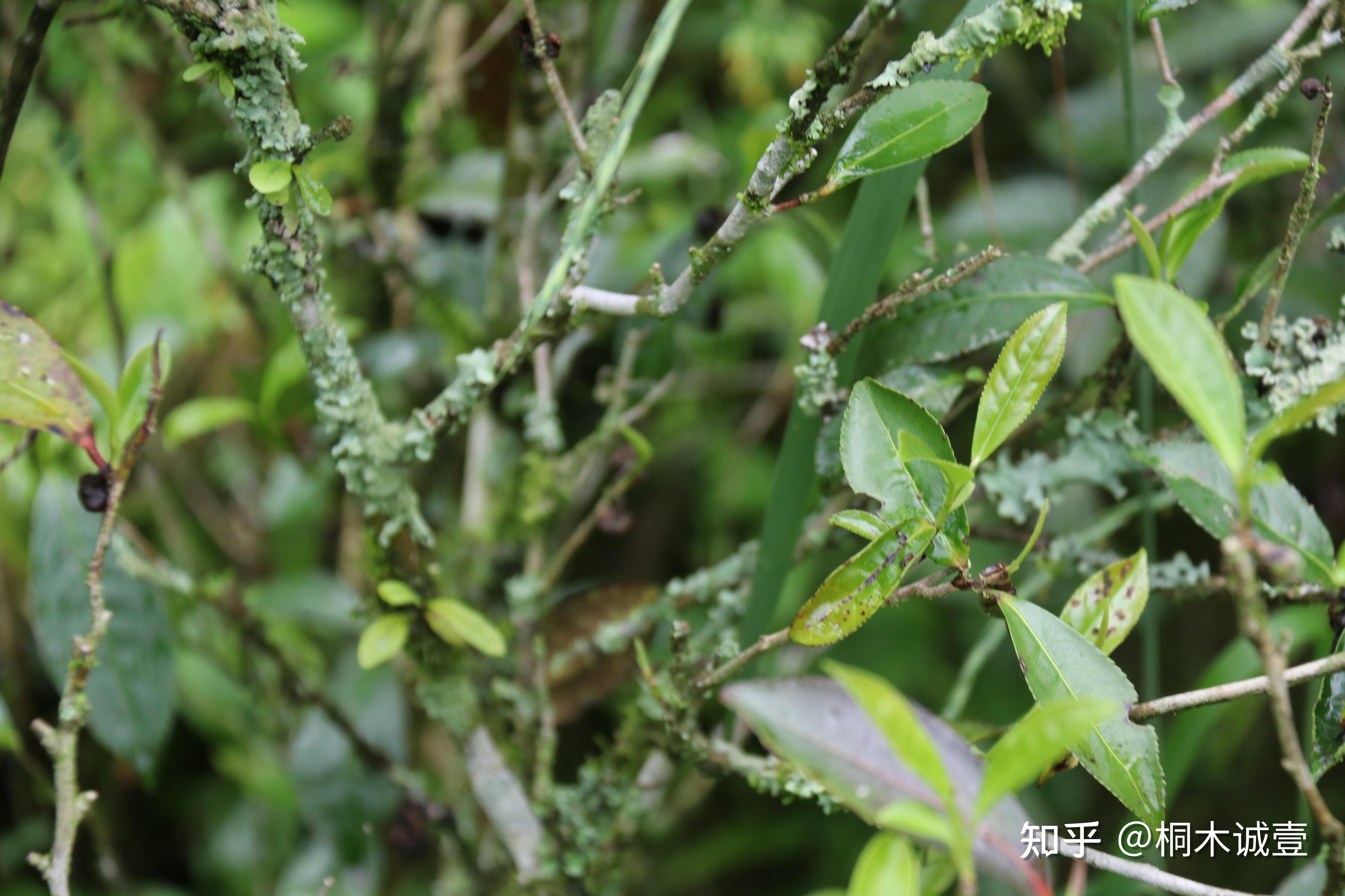 凭什么桐木关金骏眉能成为“红茶之王” - 知乎