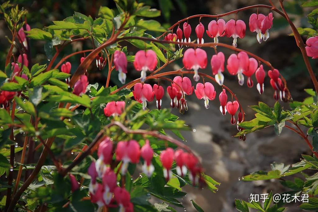 荷包牡丹的鑑賞枝頭窈窕雙貫風裡翩躚鳳對飛