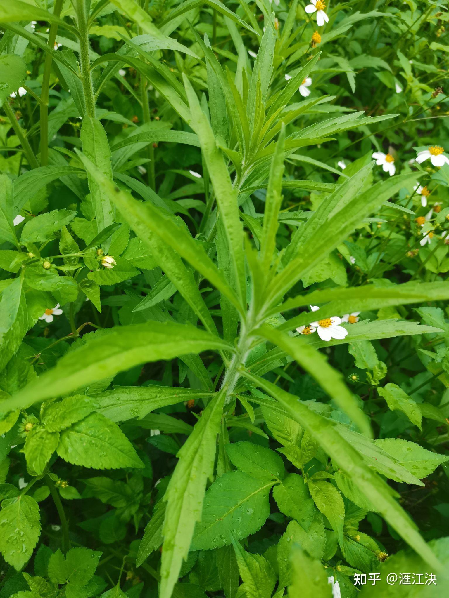 duong1 ming2 山捻子(榜頭)dang1 mia3 南燭赤米 cia2 bhi3 南燭(疑)