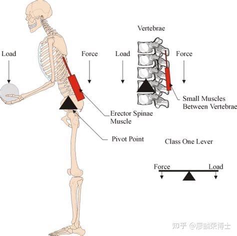 腰-髋关节的运动与共轴 - 知乎