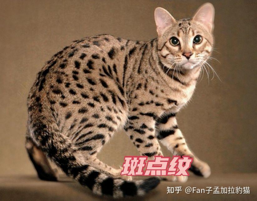 孟加拉豹猫花纹有多少种?你家又是神什么花纹? 大百科