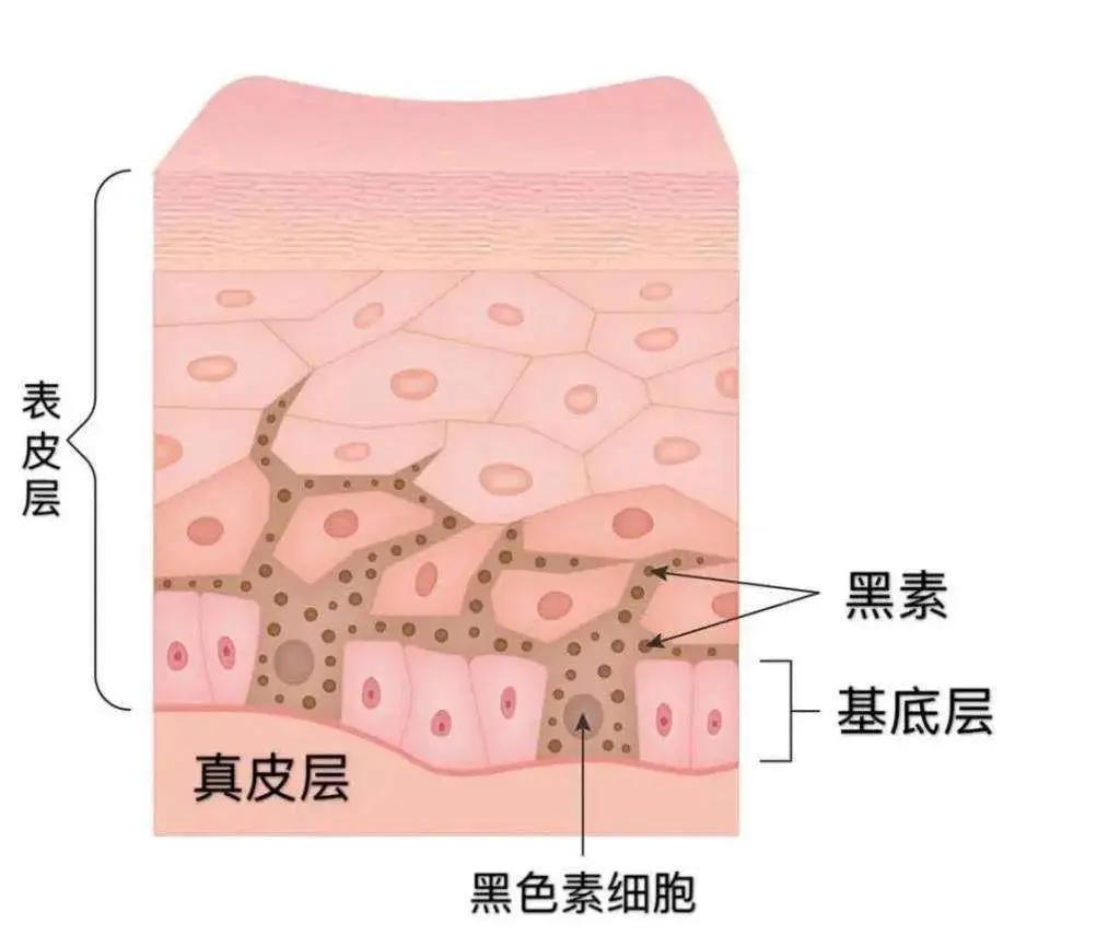 努力美白却白不了为什么皮肤黑的人美白那么难
