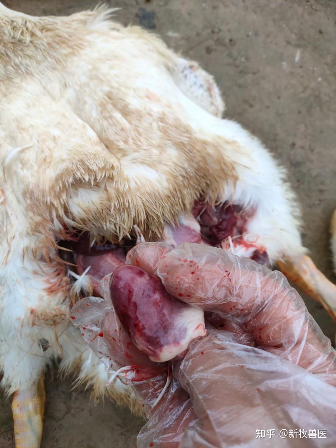 肉鸭肺发黑是怎么回事肉鸭黑肺是什么原因鸭黑肺病肉鸭肺坏死