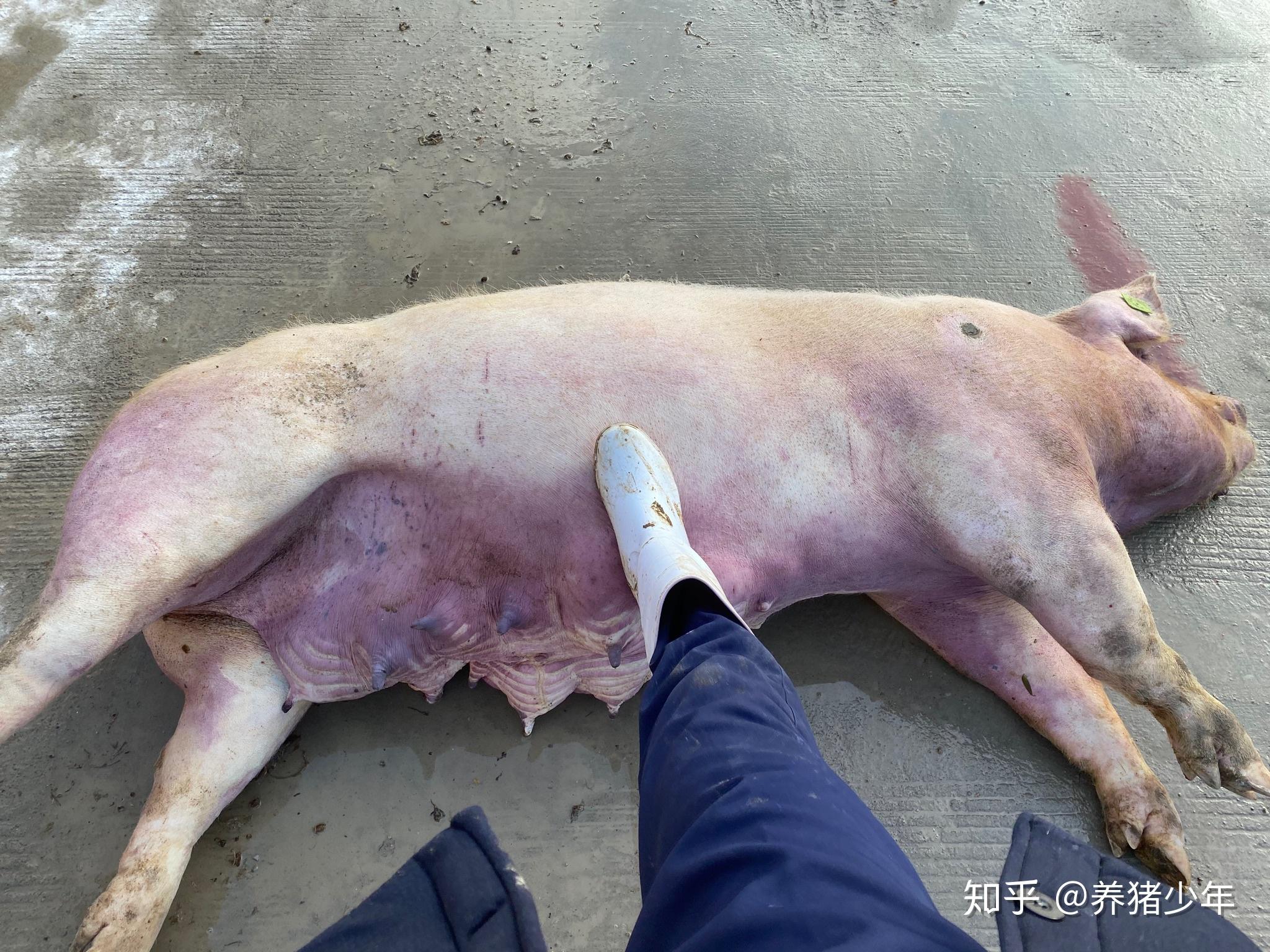 我在养猪场混日子的时光