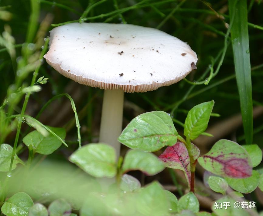 白毒鹅膏菌 食用图片