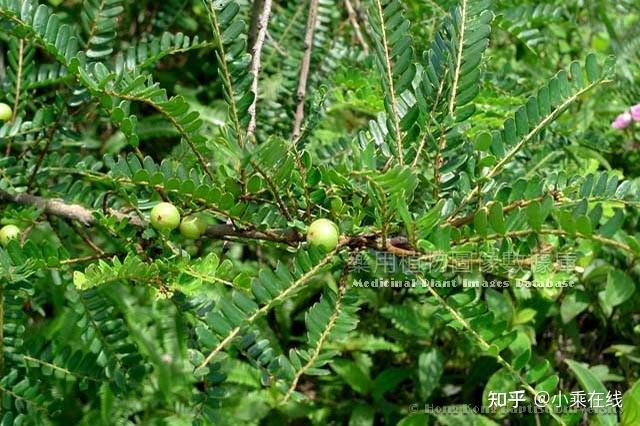 余甘子(中药材资料,植物图像)