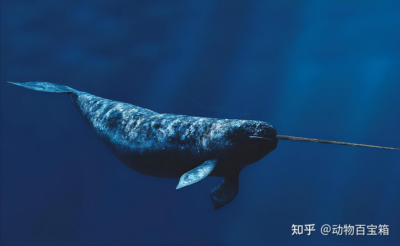 长有螺旋独角的“大海精灵”一角鲸