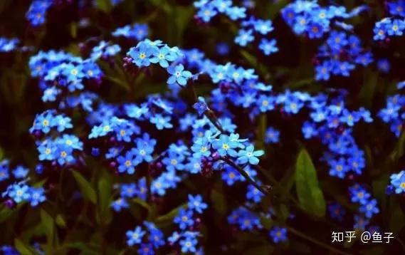 定情之花 勿忘我 的鉴赏养护以及标本制作 知乎