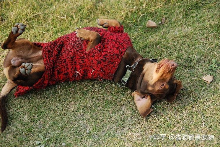 狗狗在地上打滚?原来有这些意思,你知道几个?