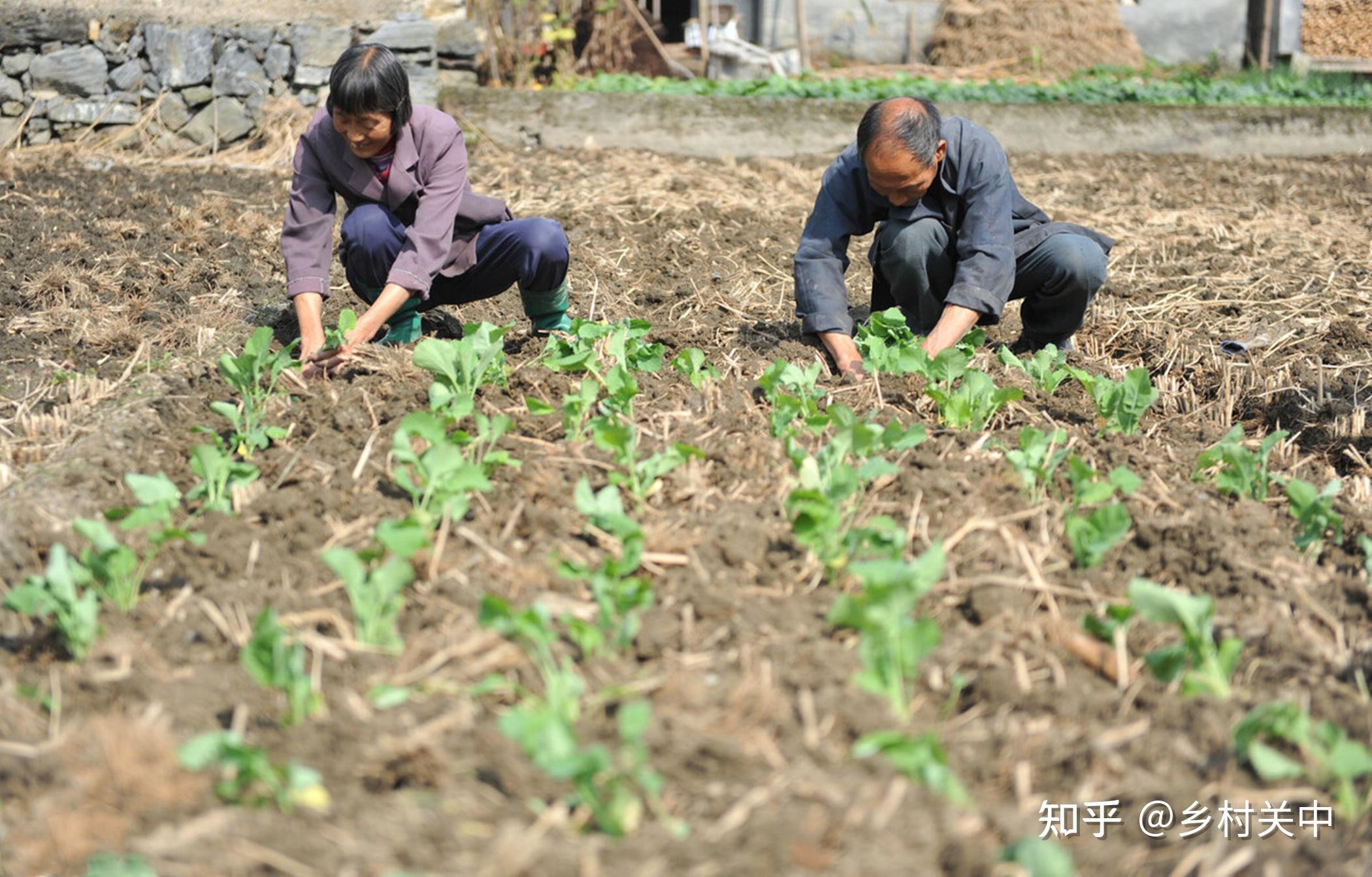 農民給自家菜地施農家肥出售的菜地卻施化肥為何言行不一