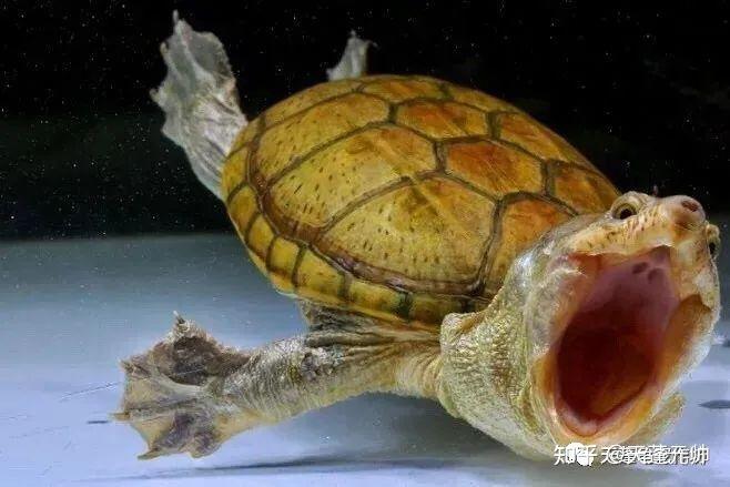 那些能让你见血的乌龟品种