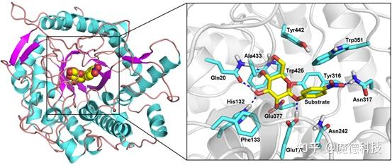 魔德科技案例：分子模拟探索酒球菌中β 葡萄糖苷酶bgl0224的催化机制 知乎 