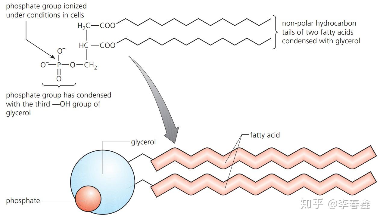 u4 triglycerides are formed by condensation from three fatty