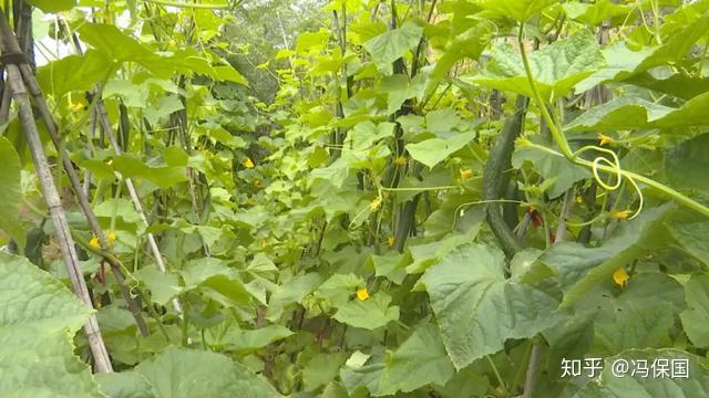 在定方水乡黄土坡村,孔秀莲家的庭院里一派丰收的景象:豆角,黄瓜