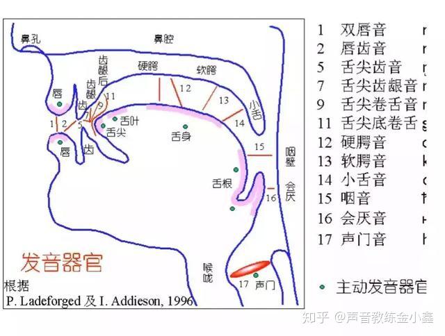 科学发声系统:我们的声音是如何发出来的? - 知乎