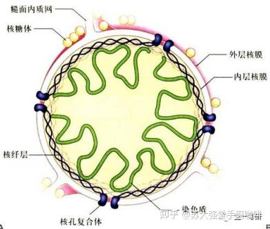 细胞生物学思维导图-细胞骨架(微管、中间丝) - 知乎