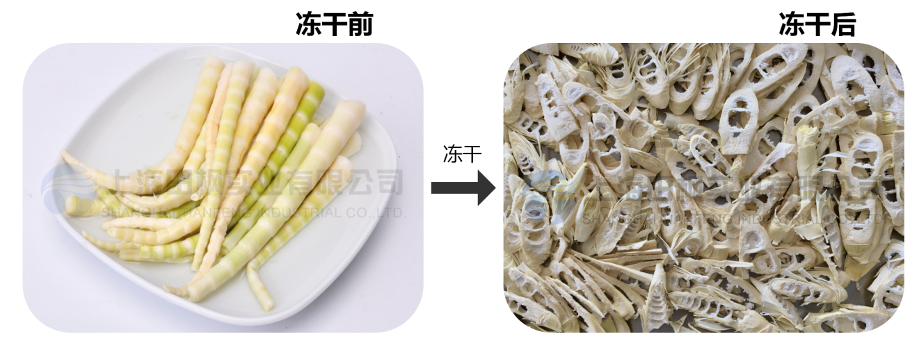 食品冷冻干燥机应用于竹笋冻干 - 知乎