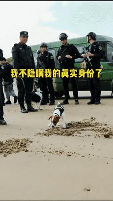 动图封面