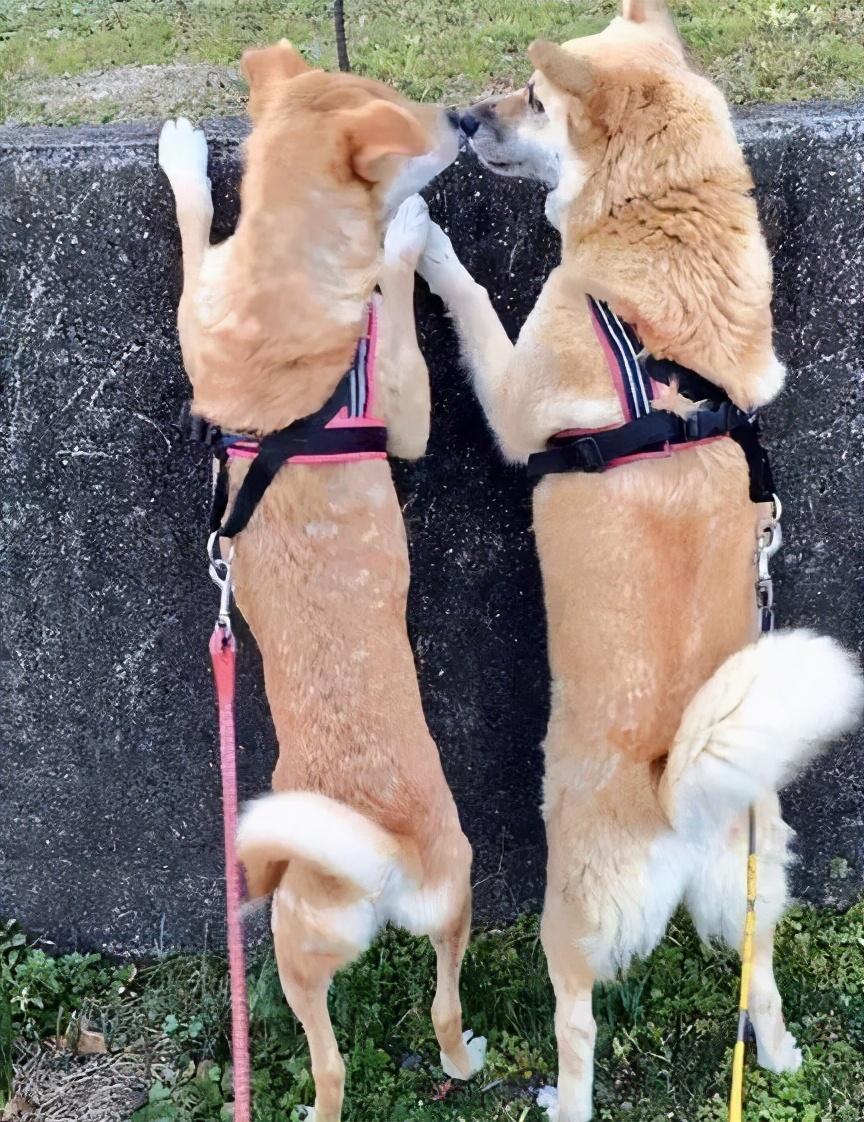 16615外表差异8215