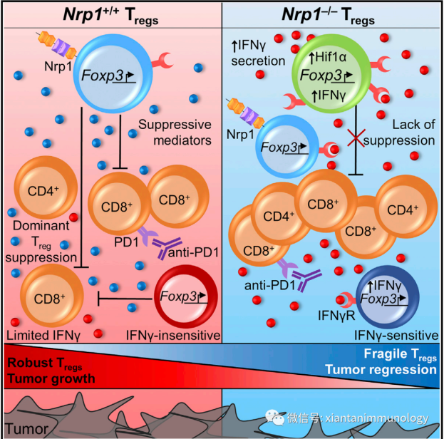 双面IFN-γ_化工仪器网