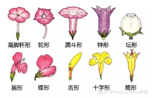 超全植物形态图解，分分钟认识所有植物！ - 知乎